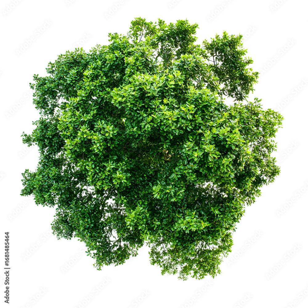 Obraz premium Vibrant Lush Green Treetop Canopy on White Background