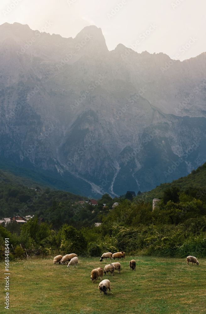 Fototapeta premium Serene Landscape with Sheep Gazing in Theth Village