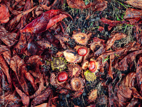 Tableau sur toile Fallen conker in its shell from a horse chestnut tree (Aesculus hippocastanum) l