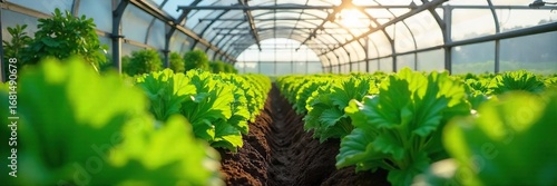 Lush green vegetables thrive in a modern greenhouse garden, sunlight streaming through the glass panels Healthy plants, thriving ecosystem, sustainable farming , root, glass