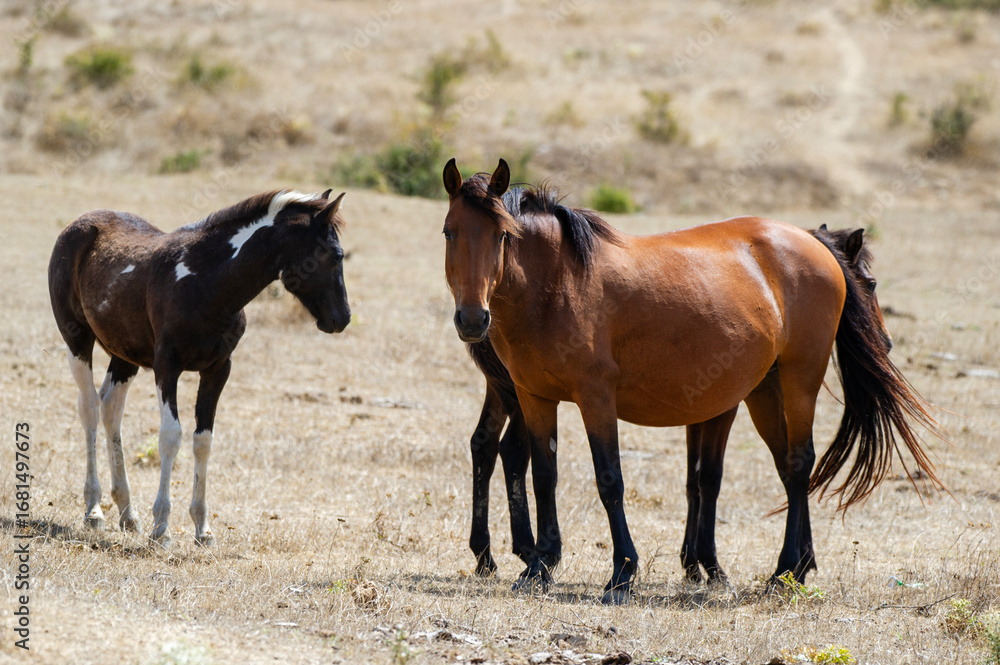 Fototapeta premium Three horses stand calmly in a dry, grassy field surrounded by sparse vegetation and a dirt path.