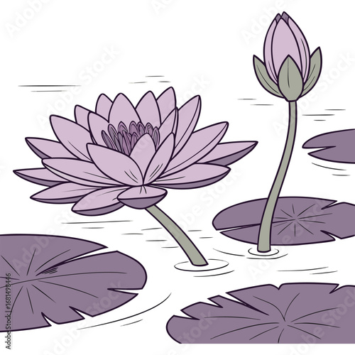 Illustration of a blooming water lily flower and a bud emerging from a pond with lily pads, in a simple line art style with purple and green colors