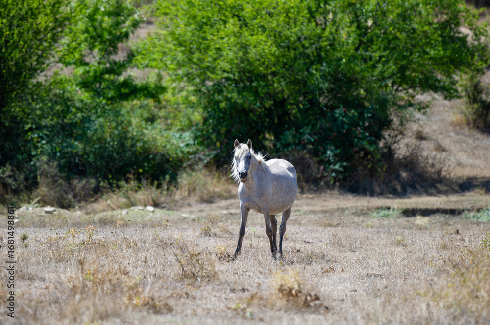 Obraz premium A solitary white horse strides through a dry, grassy field, framed by lush green trees and the quiet rhythm of nature.