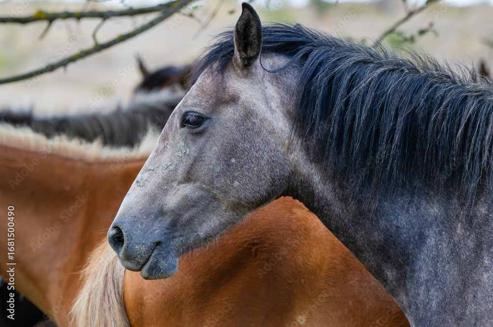 Obraz premium A dark gray horse with a black mane stands in sharp profile, its textured coat and alert gaze highlighted against a backdrop of brown companions.