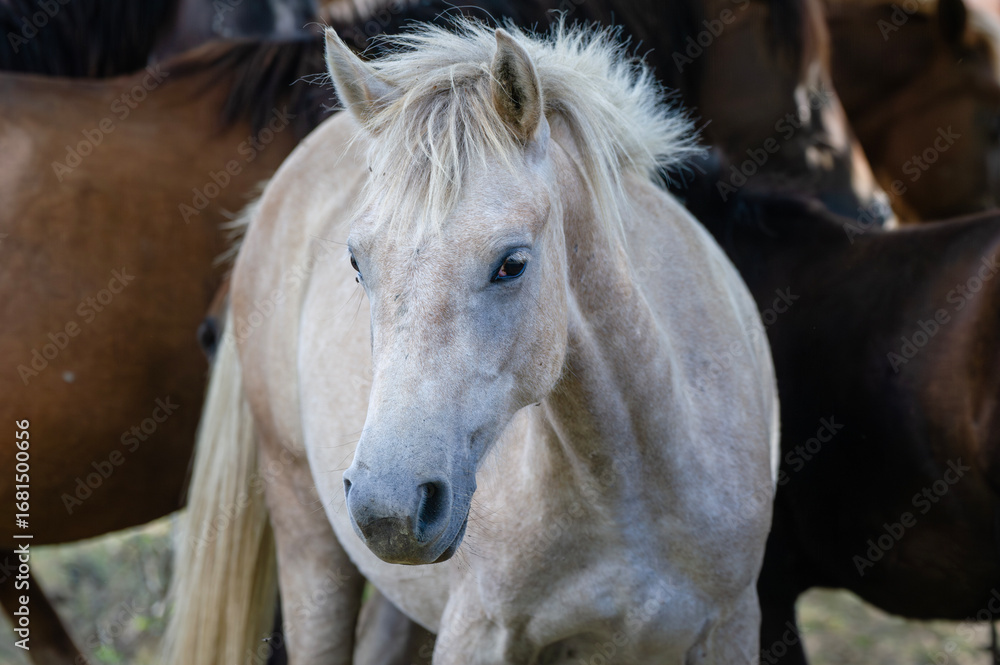 Obraz premium A striking light-colored horse stands out among a group of darker companions, its gaze calm and alert in a sunlit pasture.