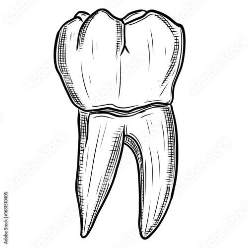 Hand drawn tooth dental sketch illustration