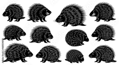 Vector art of collection of porcupine illustrations in various poses, isolated on a