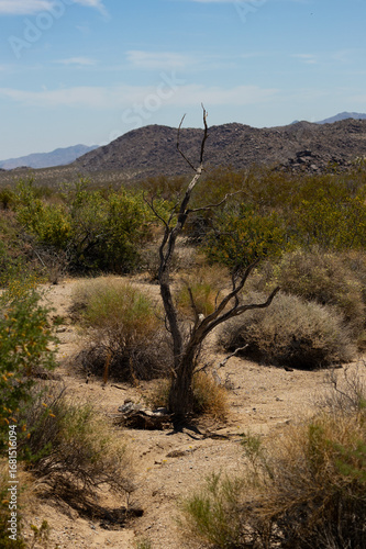 Lonely Little Tree