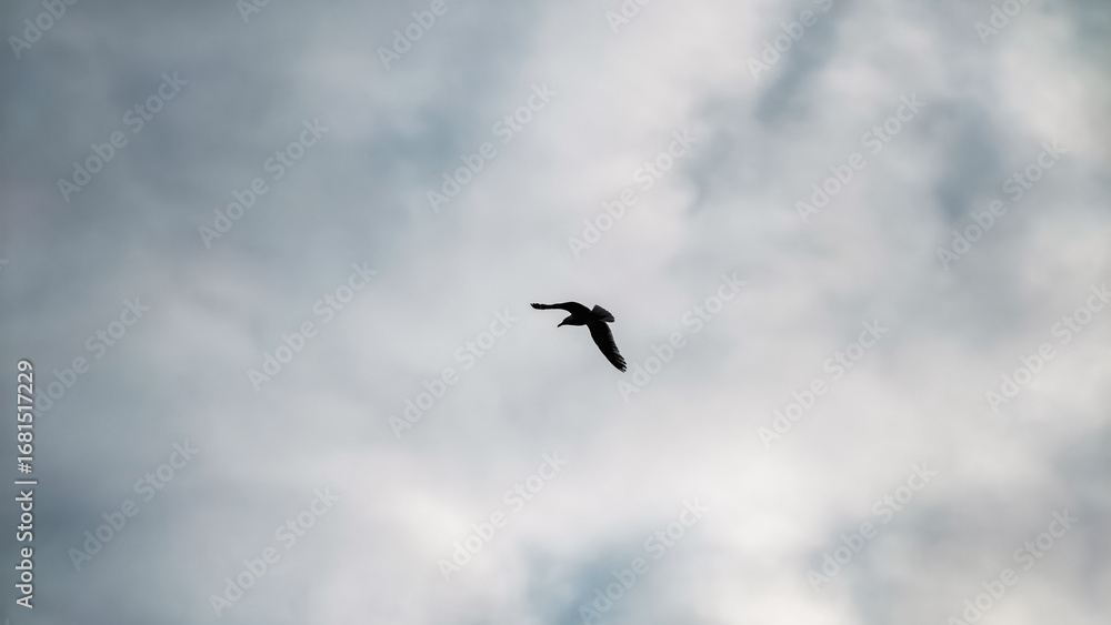 Obraz premium one bird flying high in a stormy sky