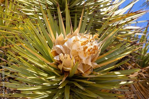 Joshua Tree Blossom