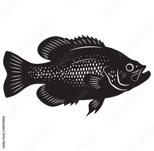 Black and white illustration of a crappie fish in a vector design with details