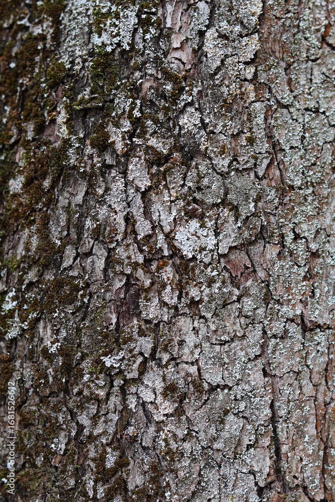 Fototapeta premium tree bark texture