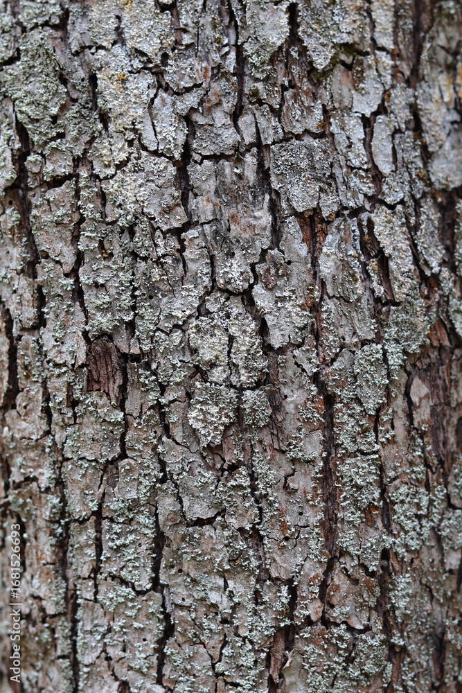 Fototapeta premium tree bark texture