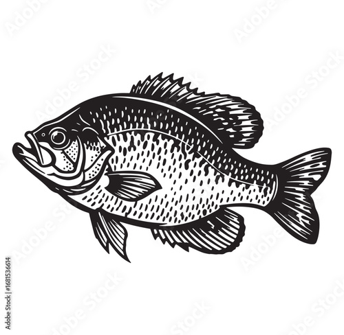 Detailed black and white illustration of a freshwater sunfish suitable for graphic design