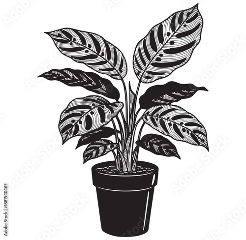 Elegant black and white calathea plant illustration in a pot for decorative purposes