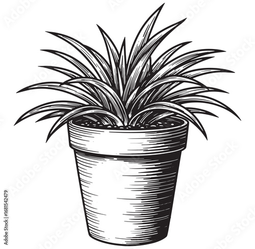 Elegant hand drawn houseplant in a pot depicting botanical illustration and decorative design
