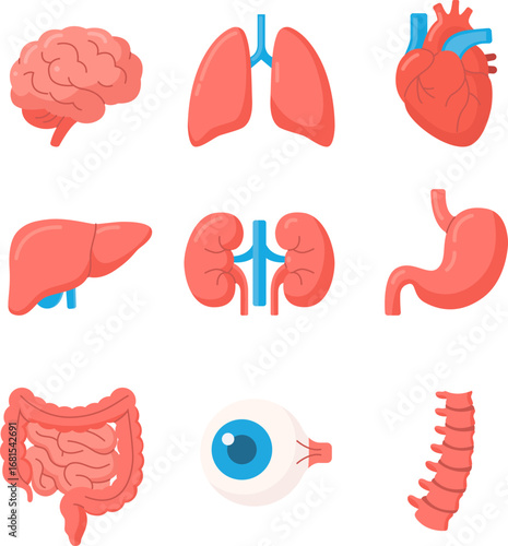 Flat vector medical illustration of human organs including brain, lungs, heart, liver, kidneys, stomach, intestines, eye, and spine for healthcare and anatomy design.