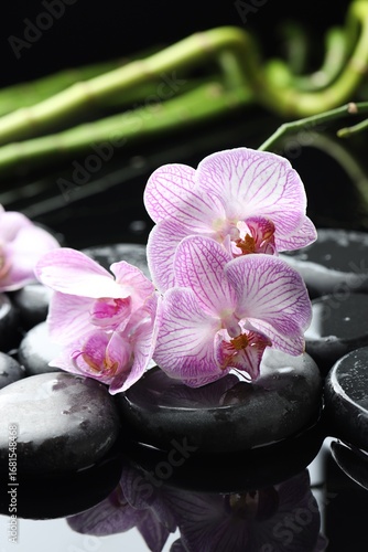 Beautiful orchid flowers with water drops, spa stones and bamboo stems on mirror surface, closeup