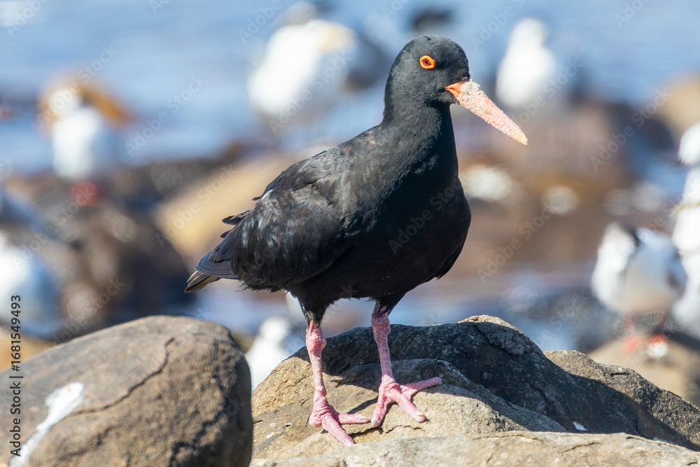Obraz premium African Black Oystercatcher (Haematopus moquini) on rock with seagulls behind, Die Kom, Kommetjie, Cape Town, South Afrca