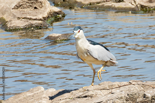 Photos Habitat shot of Black-crowned Night Heron or Night-Heron (Nycticorax nycticorax)