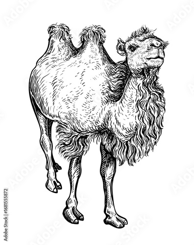 A hand drawn black and white sketch of a standing double-humped camel. Vector illustration of Bactrian camel is native to the steppes of Central Asia it enabled the travel of caravans on the Silk Road