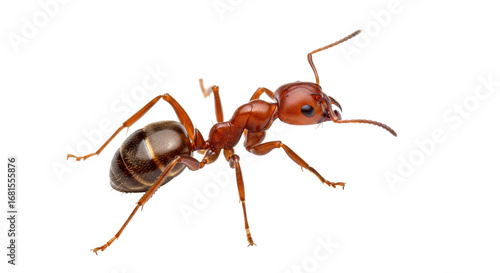Photos Isolated Red Ant