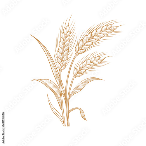 Vector rye triticale wheat branch with berries line art illustration, graphic line ginger. wheat with seeds. Farming Engraving retro style. Old school Ingredient. Great for any designs, textile, art, 