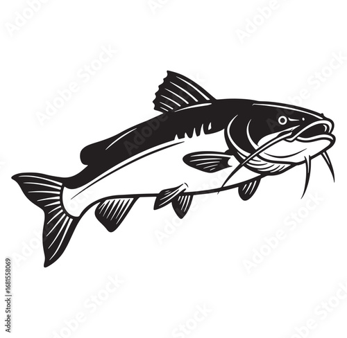 Vector illustration of a black and white catfish fish isolated on white background
