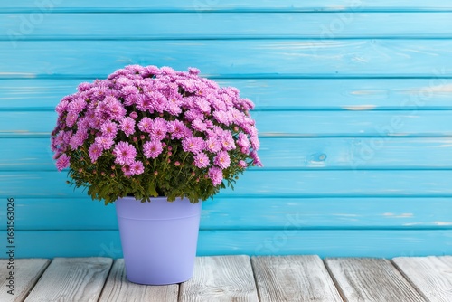 Potted purple chrysanthemums on wooden surface against blue wood wall in studio still life floral arrangement