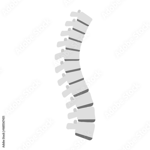 Spine bones isolated on white vector