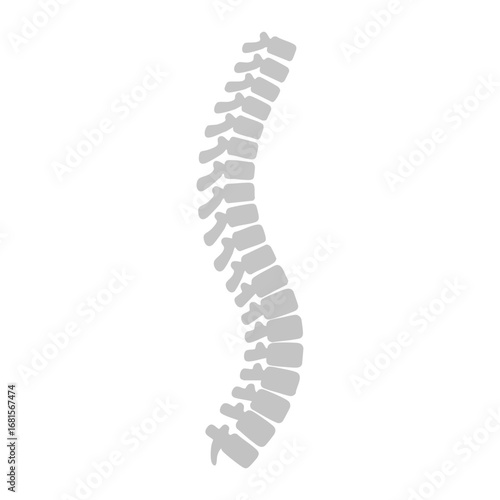 Spine bones isolated on white vector