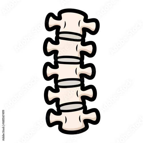 Spine bones isolated on white vector
