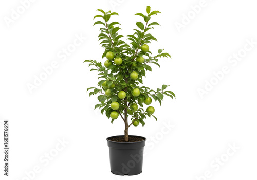 A young fruit tree, laden with vibrant green fruit, stands in a dark pot against a black background.