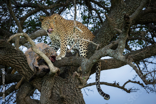 Leopard with tongue out, enjoys its wildebeest calf meal up an Ol Kinyei conservancy tree, Kenya.