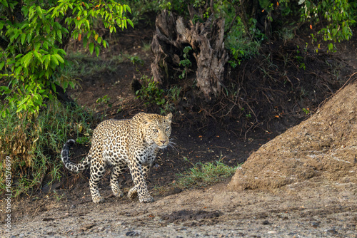 Leopard emerges from undergrowth and climbs sand bank in Olare Motorogi Conservancy, Kenya