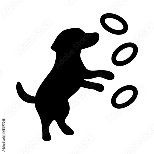 Dog catching frisbees in mid air silhouette