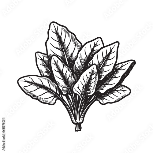 Bunch of fresh spinach leaves, isolated on white background
