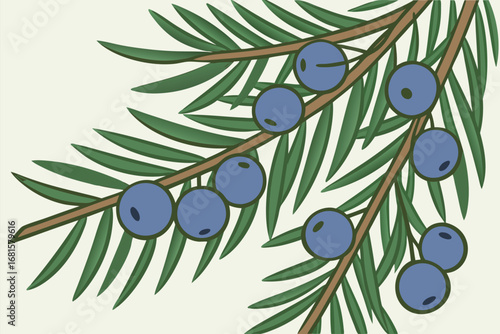 Juniper branch shows detailed dark green needles with blue berries against a neutral background