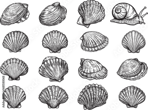 Seashell Monochrome Clip Art SVG