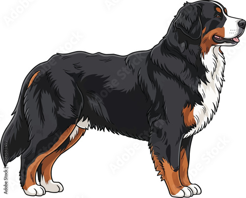 Bernese Mountain Dog standing side profile view vector illustration