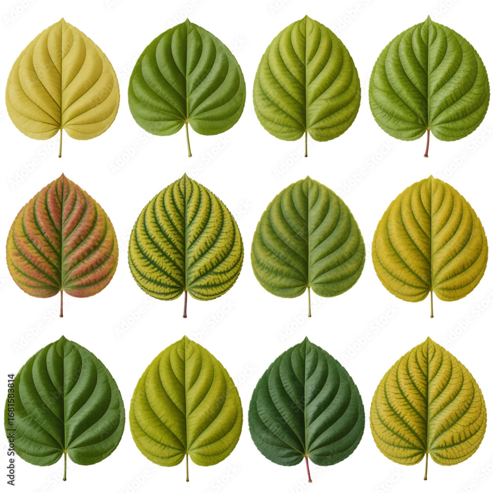 Fototapeta premium A grid showcases fifteen vibrant green leaves, each exhibiting unique veining and subtle variations in shape and color isolated on transparent or white background. Generative ai 