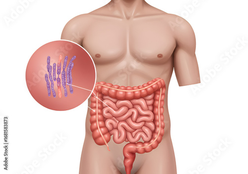 Human digestive system illustration highlighting intestinal villi microscopic structure.