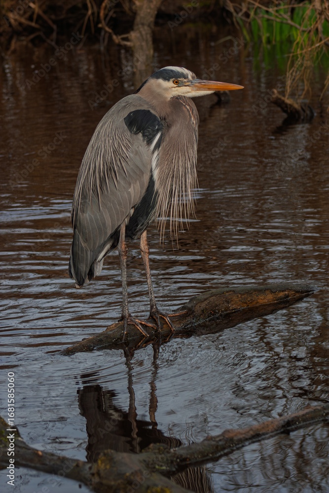 Fototapeta premium great blue heron