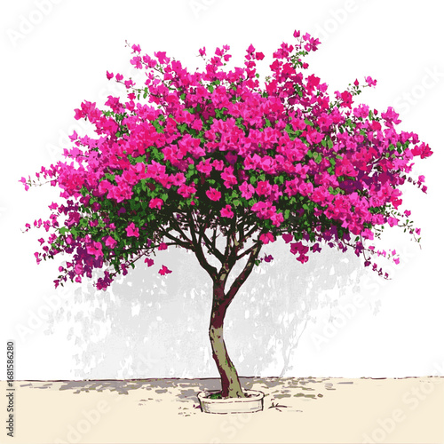 A pink bougainvillea tree flowers and leaves illustration vector
