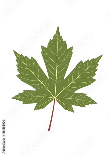 Detailed green maple leaf with intricate vein patterns and a thin stem