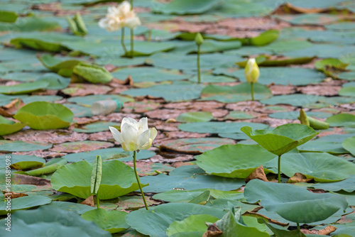 white lotus flowers in the pond	
