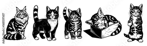 Playful Cat Poses Vector Collection – Standing, Sitting, Tail Up & Cardboard Box Fun, Detailed Black & White Feline Silhouettes