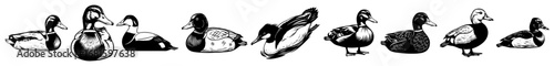 Waterfowl Ducks Vector Set – Mallard Drake & Hen Swimming and Resting Silhouettes, Detailed Black-and-White Clip Art Collection