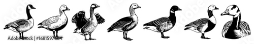 Wild Geese Vector Silhouettes – Canadian Goose, Greylag, Swan Goose Standing Poses Collection, Detailed Black & White Waterfowl Illustration