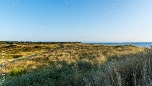 Blick auf die Dünenheide auf Hiddensee im Sommer
